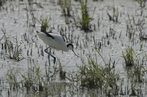 Avocet (Recurvirostra avosetta)
