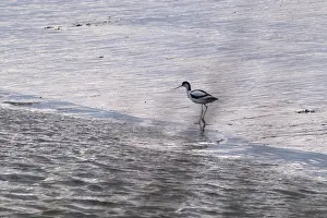 Avocet (Recurvirostra avosetta)