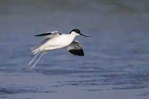 Avocet (Recurvirostra avosetta)