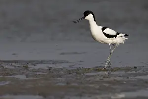Avocet (Recurvirostra avosetta)
