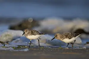 Avocet (Recurvirostra avosetta)