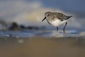 Avocet (Recurvirostra avosetta)