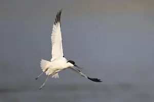 Avocet (Recurvirostra avosetta)