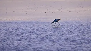 Avocet (Recurvirostra avosetta) in blue water against the light