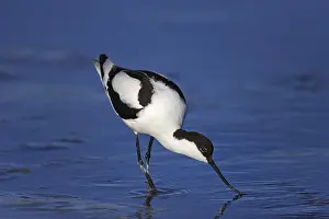 Avocet, Recurvirostra avosetta, pied avocet