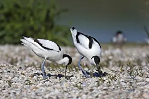 Avocet, Recurvirostra avosetta, pied avocet
