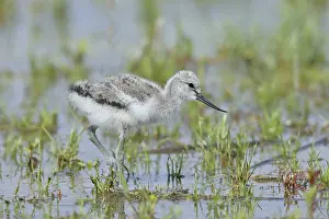 Avocet (Recurvirostra avosetta) Young bird foraging in the shore zone at the lake