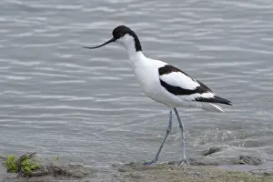 Avocet (Recurvirostra avosette) on the North Sea coast