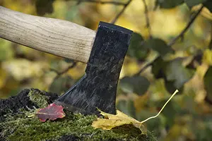 Axe embedded halfway into a tree log