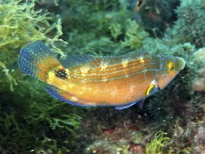 Axillary wrasse (Symphodus mediterraneus)
