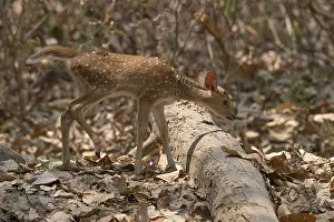 Axis deer, Chital (Axis axis), juvenile