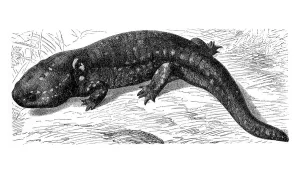 Axolotl (Ambystoma mexicanum), historical illustration