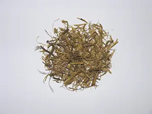 Ayahuasca (Banisteriopsis caapi)