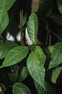Ayahuasca (Banisteriopsis caapi)