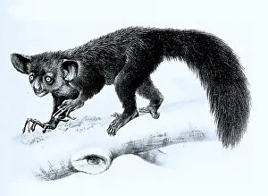 Aye-aye (Daubentonia madagascariensis) or aye-aye