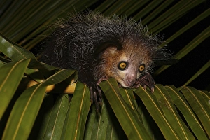 Aye-aye (Daubentonia madagascariensis) on palm leaf