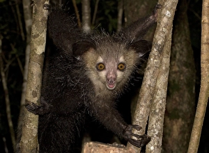 Aye-aye (Daubentonia madagascariensis) on a tree