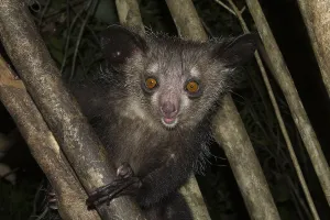 Aye-aye (Daubentonia madagascariensis) on a tree