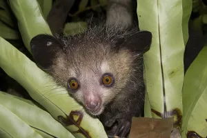 Aye-aye (Daubentonia madagascariensis) on tree, northeast Madagascar, Madagascar, Africa