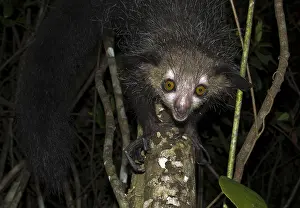 Aye-aye (Daubentonia madagascariensis) on tree