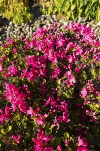 Azalea, flowers, plants, home garden, Germany