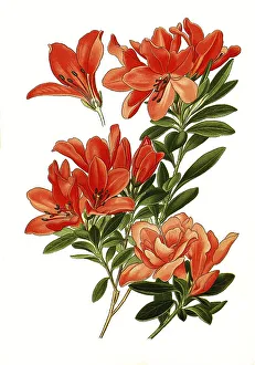 Azalea Indica, Azalea, Satsuki azalea