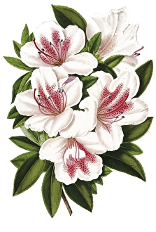 Azalea indica, var. Eulalie van Geert, Indian azalea, plant and flower, digitally reworked reproduction of an original from the 19th century