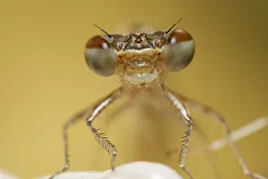 Azure Damselfly, Coenagrion puella
