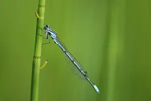 Azure Damselfly (Coenagrion puella) on a blade of grass