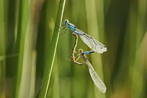 Azure damselfly (Coenagrion puella) sitting on a balde of grass