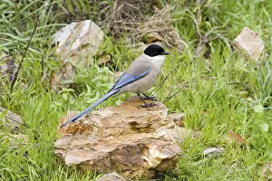 Azure-winged Magpie (Cyanopica cyana)