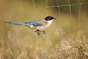 Azure-winged Magpie (Cyanopica cyana) adult