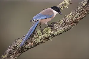 Azure-winged magpie (Cyanopica cyana) on cork oak branch