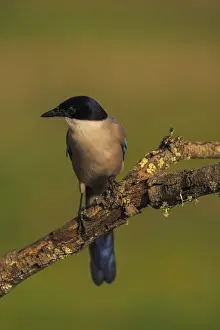Azure-winged Magpie (Cyanopica cyana) on a cork oak branch