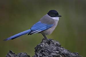 Azure-winged Magpie, Cyanopica cyanus