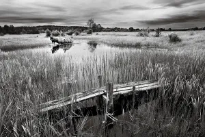 B/w colored landscape, meadow, stream