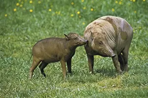 Babirusa (babyrousa babyrussa), Mother with young