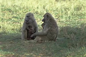Baboon with babies ( Papio cynocephalus)