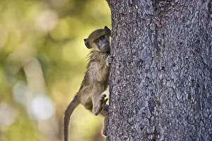 Baboon-baby (Papio) clinging to a tree