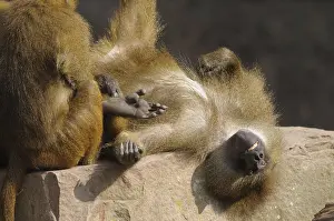 A baboon lying relaxed on a rock with its feet up Guinea baboon (Papio papio)
