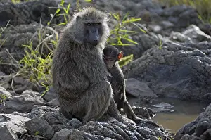 Baboon (Papio anubis), female with young animal