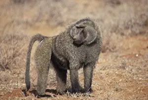 Baboon (Papio anubis), Olive Close-up of male standing on all fours