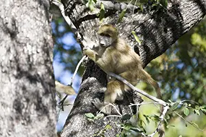 Baboon (Papio) climbing a tree