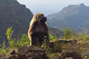 Baboon (Papio hamadryas) sitting on the rock in Ethiopian highlands