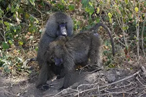 Baboons, anubis baboons (Papio anubis) lousing
