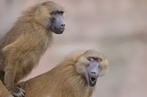 Two baboons, one with open mouth
