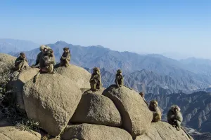 Baboons on rocks, Abha, Saudi Arabia, Asia