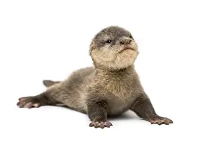Baby Asian small-clawed otter, Amblonyx cinerea