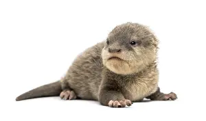 Baby Asian small-clawed otter, Amblonyx cinerea