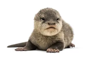 Baby Asian small-clawed otter, Amblonyx cinerea